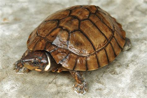 philippine forest turtle|Philippine forest turtle .